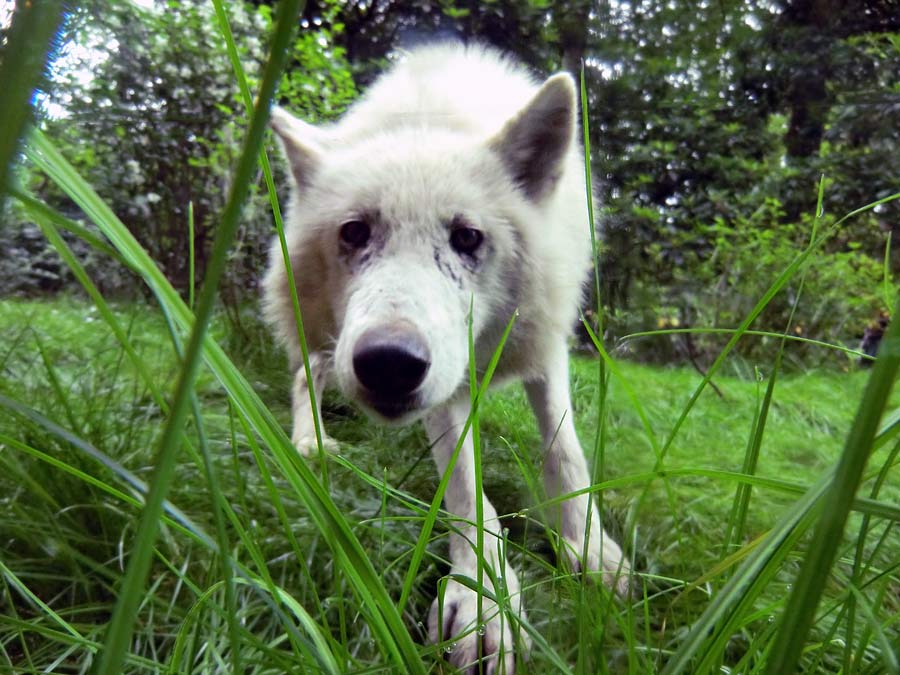 Kanadischer Wolf im Zoo Wuppertal im Juni 2014