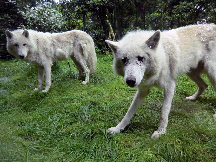 Kanadischer Wolf im Zoologischen Garten Wuppertal im Juni 2014