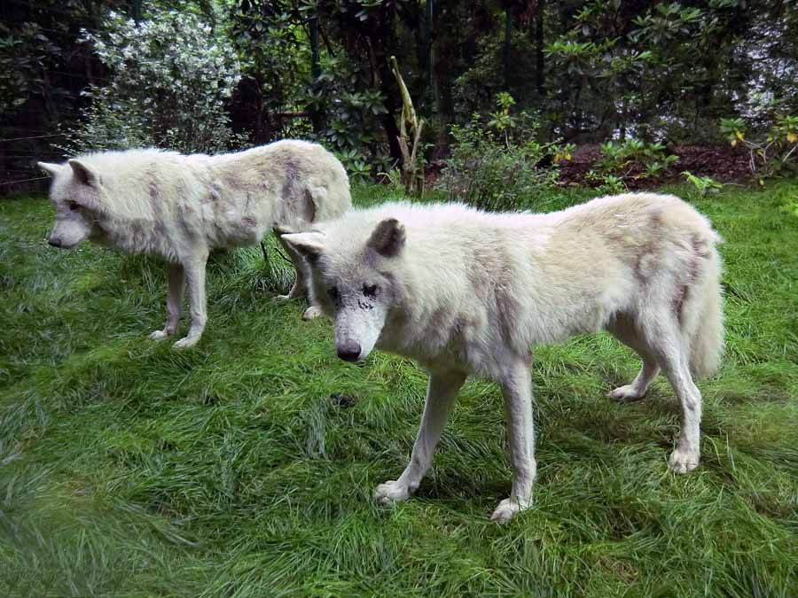 Kanadischer Wolf im Wuppertaler Zoo im Juni 2014