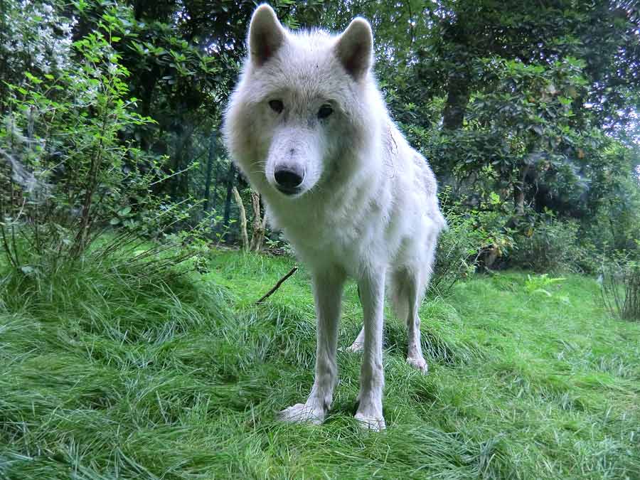 Kanadischer Wolf im Zoo Wuppertal im Juni 2014