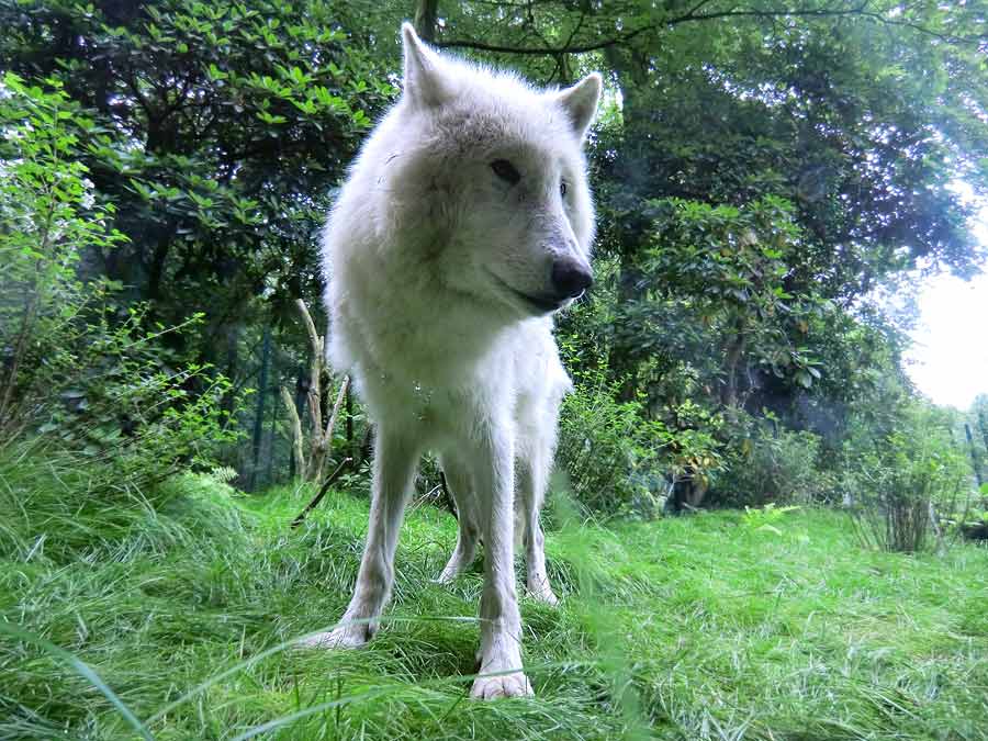 Kanadischer Wolf im Zoologischen Garten Wuppertal im Juni 2014