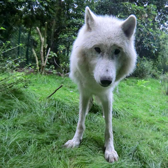 Kanadischer Wolf im Wuppertaler Zoo im Juni 2014