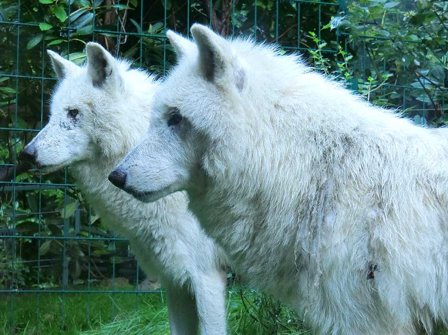 Kanadischer Wolf im Zoo Wuppertal im Juni 2014