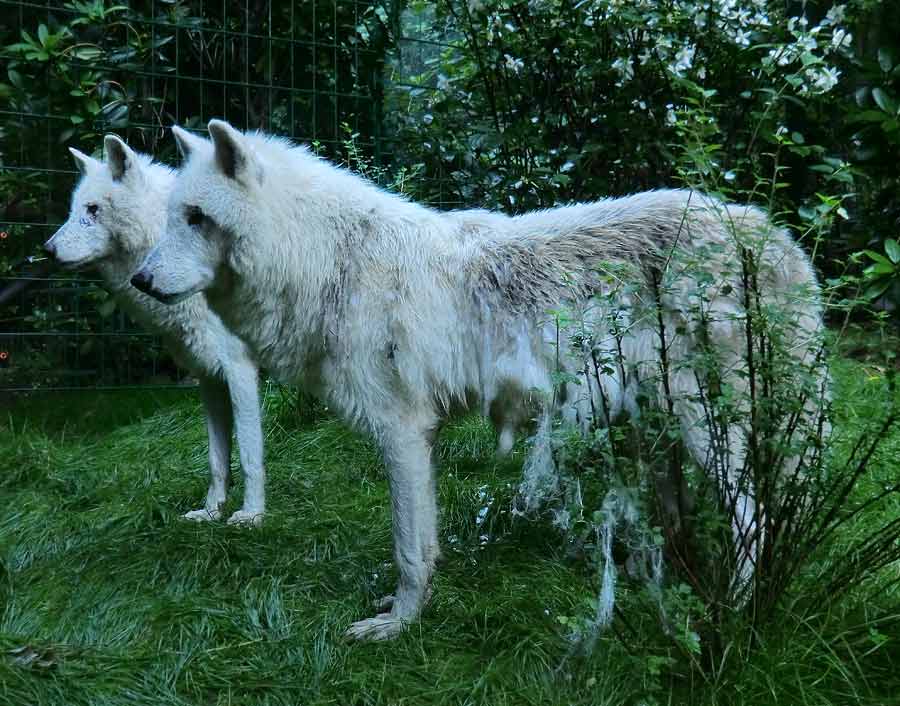 Kanadischer Wolf im Zoologischen Garten Wuppertal im Juni 2014