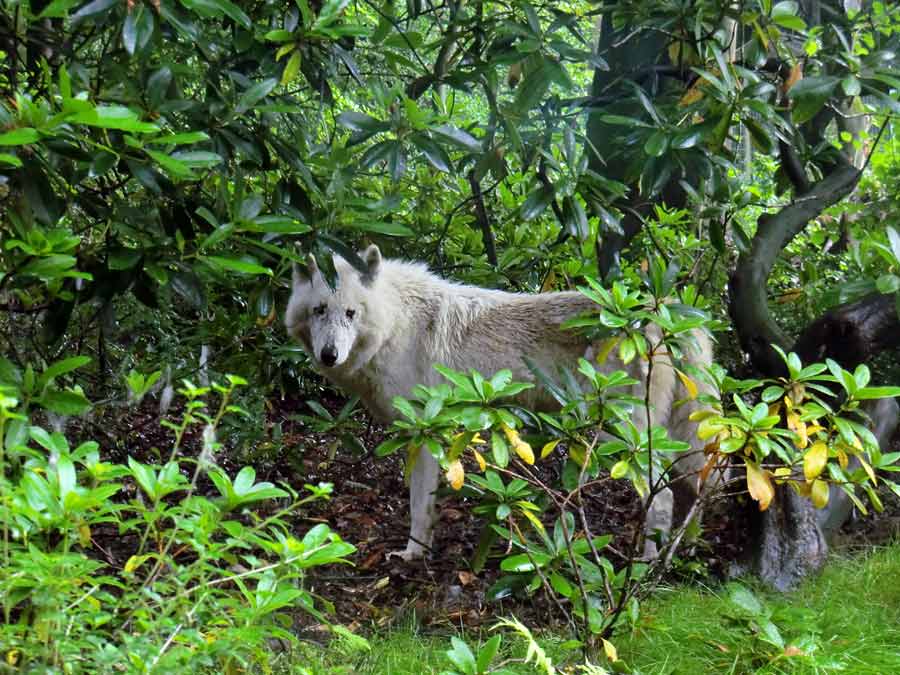 Kanadischer Wolf im Zoo Wuppertal im Juni 2014