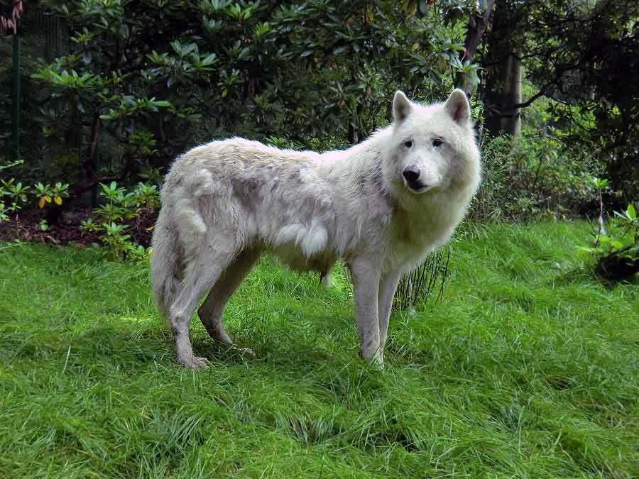 Kanadischer Wolf im Zoologischen Garten Wuppertal im Juni 2014