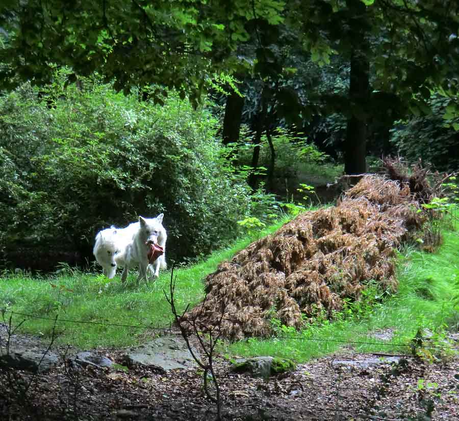 Kanadischer Wolf auf der Bärenanlage im Zoologischen Garten Wuppertal im Juli 2014