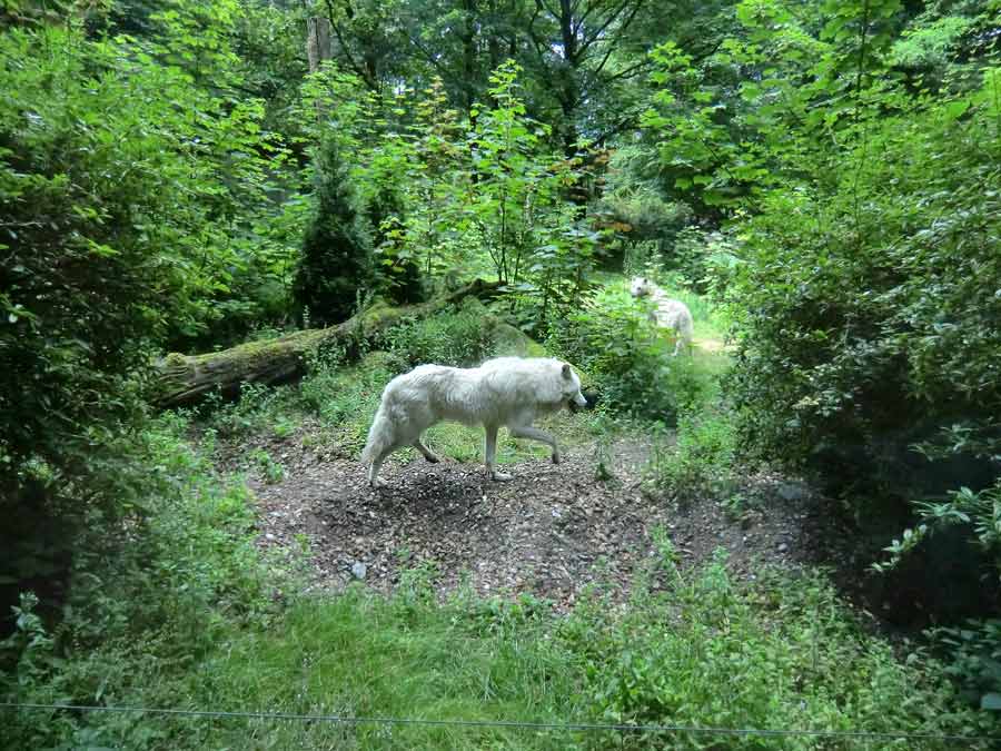 Kanadischer Wolf auf der Bärenanlage im Wuppertaler Zoo im Juli 2014