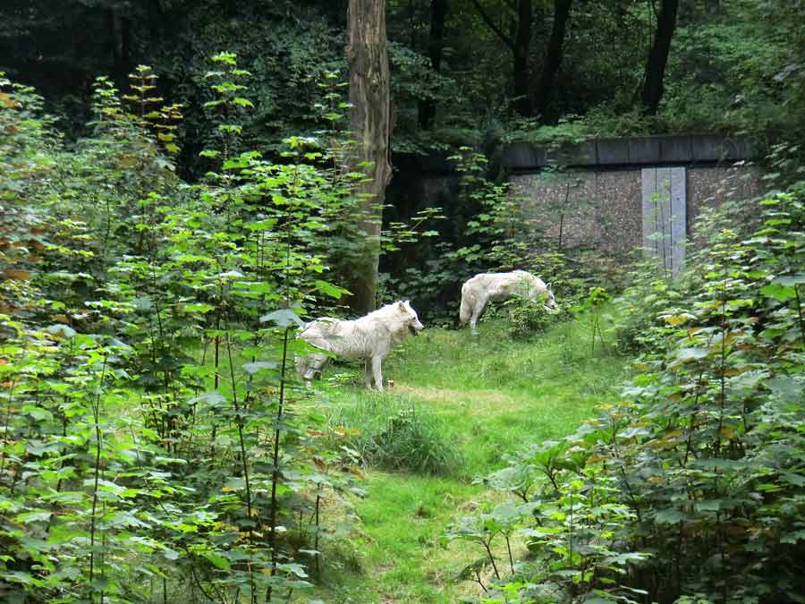 Kanadischer Wolf auf der Bärenanlage im Zoo Wuppertal im Juli 2014