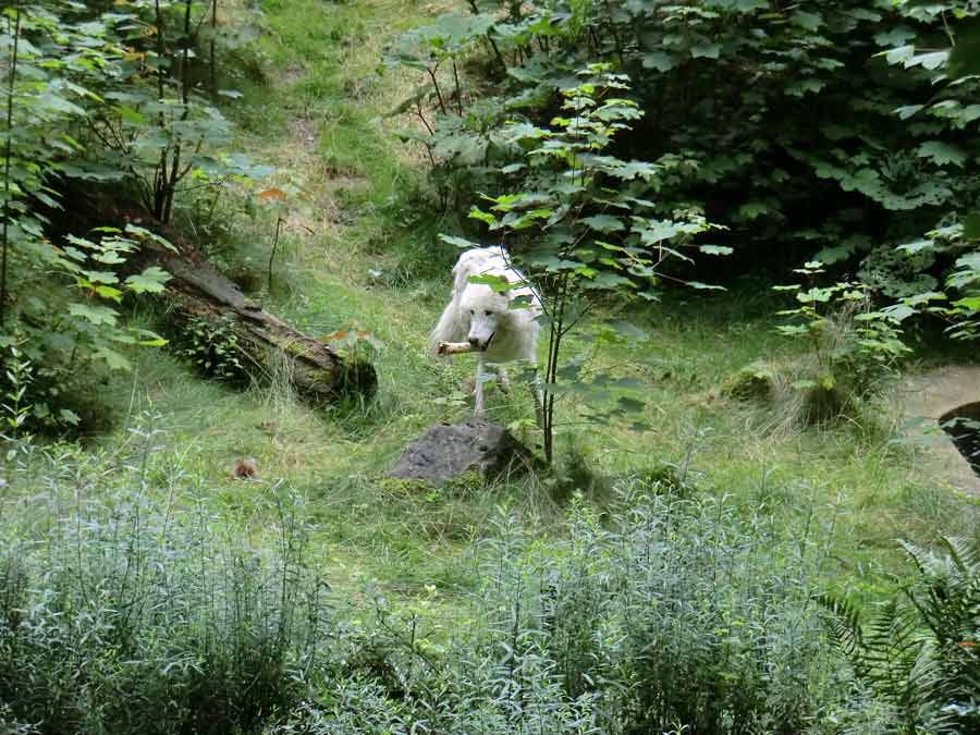 Kanadischer Wolf auf der Bärenanlage im Wuppertaler Zoo im Juli 2014