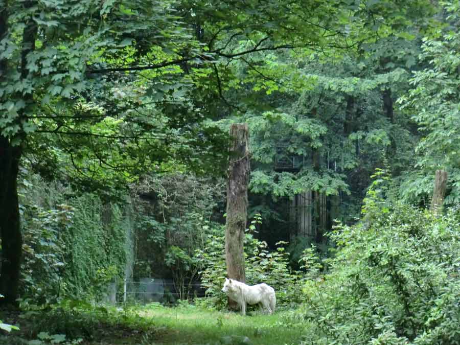 Kanadischer Wolf auf der Bärenanlage im Zoologischen Garten Wuppertal im Juli 2014