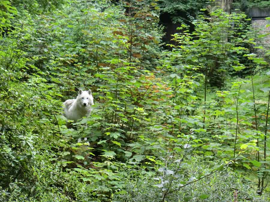 Kanadischer Wolf auf der Bärenanlage im Zoologischen Garten Wuppertal im Juli 2014