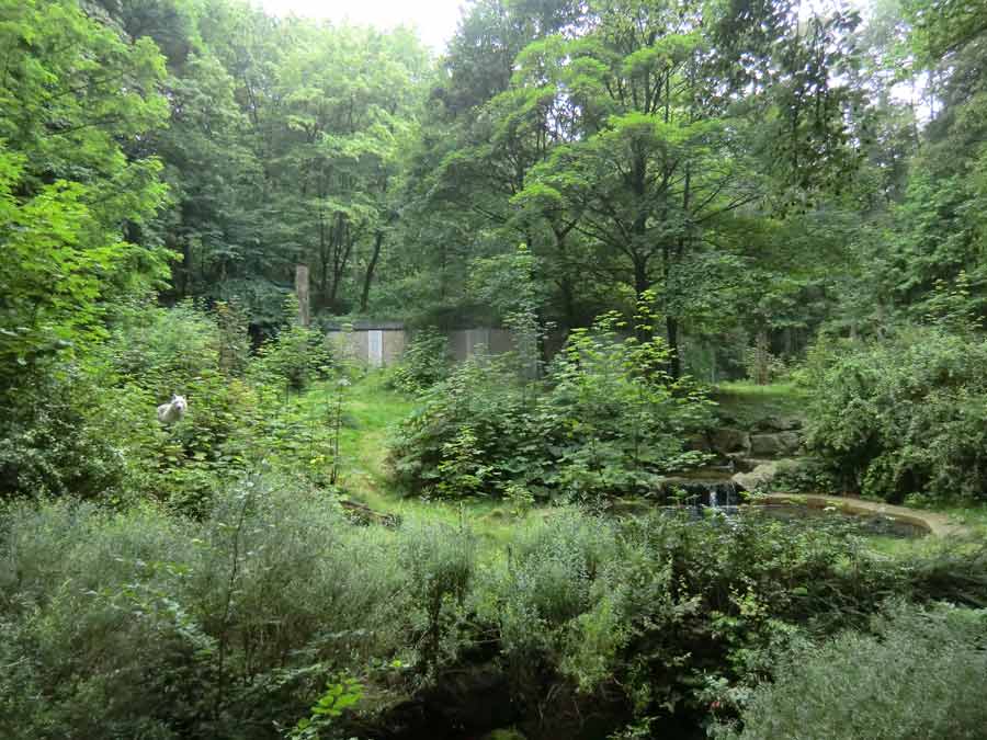 Kanadischer Wolf auf der Bärenanlage im Wuppertaler Zoo im Juli 2014