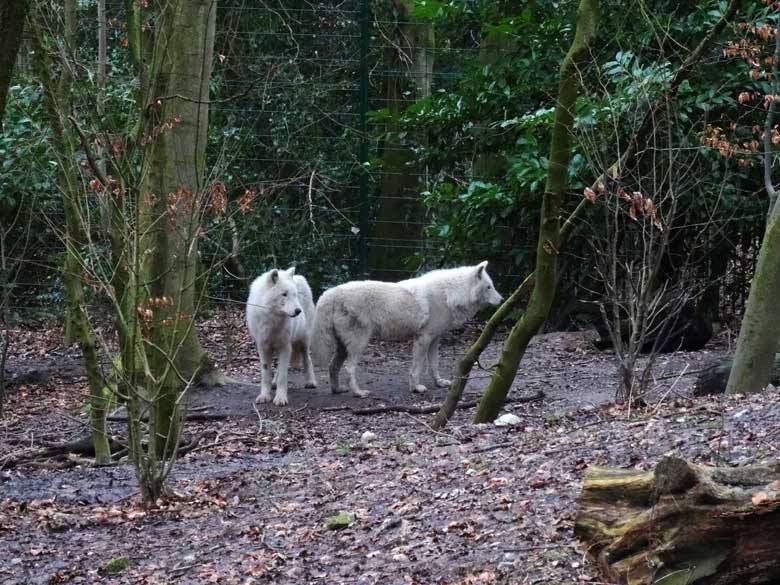 Kanadische Wölfe am 12. Februar 2016 im Zoo Wuppertal