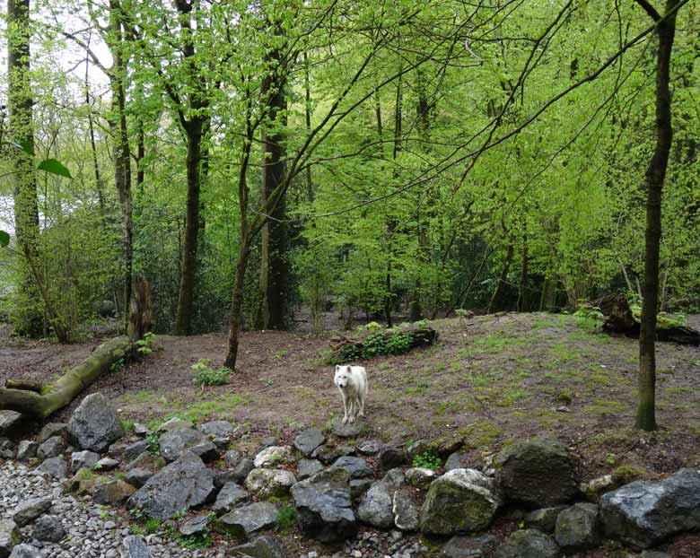 Arktischer Wolf am Tag des Wolfes im Zoologischen Garten der Stadt Wuppertal am 30. April 2016