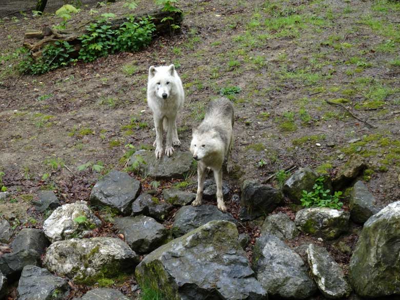 Arktische Wölfe am Tag des Wolfes im Grünen Zoo Wuppertal am 30. April 2016