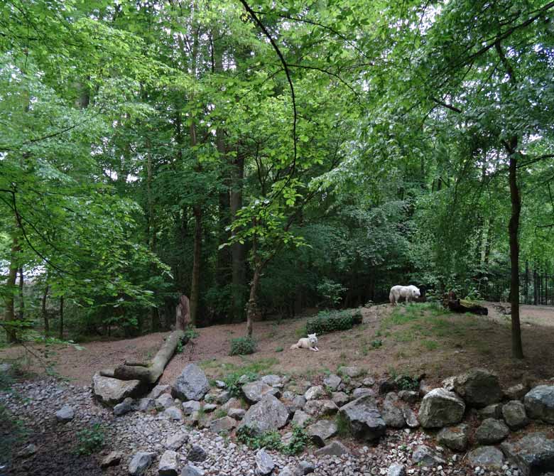 Die beiden Arktischen Wölfe im Mai 2016 auf der Wolfsanlage im Zoologischen Garten der Stadt Wuppertal