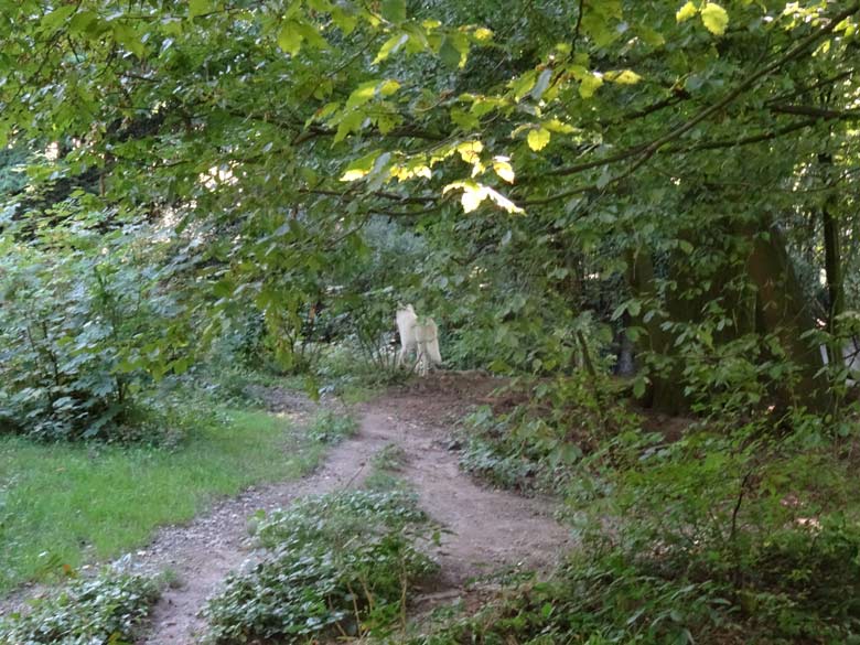 Arktischer Wolf am 24. August 2016 auf der Außenanlage der Braunbären im Grünen Zoo Wuppertal