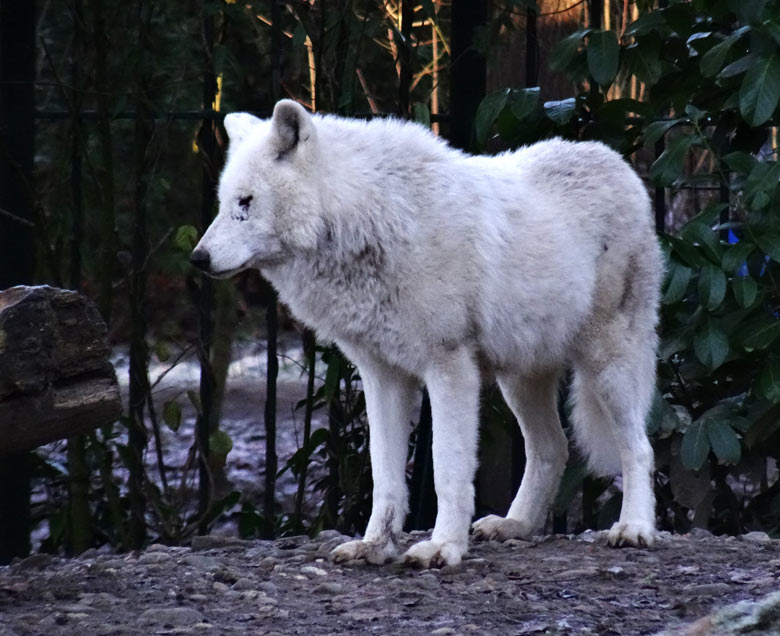 Arktische Wölfin RUNNING MOON am 4. Dezember 2016 auf der Wolfsanlage im Grünen Zoo Wuppertal