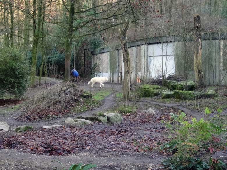 Arktische Wölfin RUNNING MOON am 29. Dezember 2016 auf der Braunbärenanlage im Grünen Zoo Wuppertal