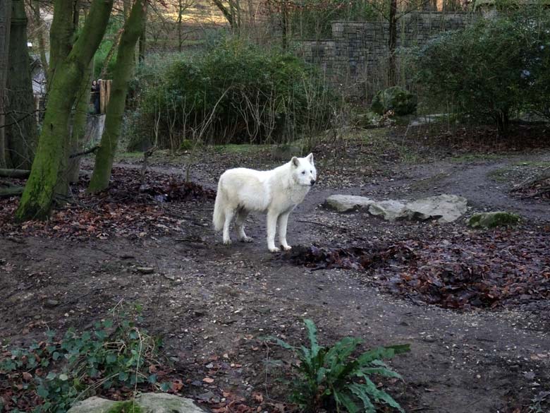 Arktische Wölfin RUNNING MOON am 29. Dezember 2016 auf der Braunbärenanlage im Wuppertaler Zoo