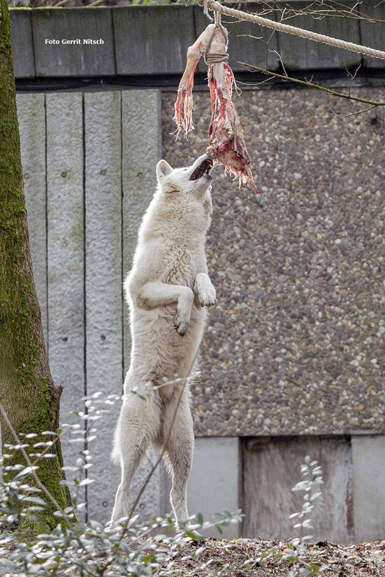 Arktische Wölfin Running Moon am 25. Februar 2017 auf der Braunbärenanlage im Wuppertaler Zoo (Foto Gerrit Nitsch)