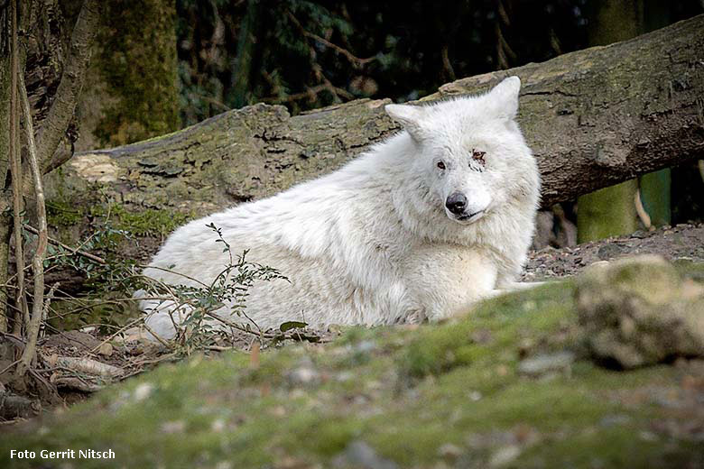 Arktische Wölfin RUNNING MOON am 4. März 2017 auf der ehemaligen Wolfsanlage im Wuppertaler Zoo (Foto Gerrit Nitsch)