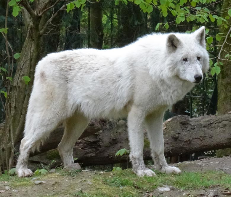 Arktische Wölfin RUNNING MOON im Frühjahr 2017 im Wuppertaler Zoo