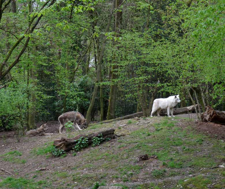 Arktische Wölfin RUNNING MOON mit zwei Europäischen Wölfen im Frühjahr 2017 im Grünen Zoo Wuppertal