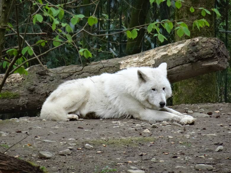 Arktische Wölfin RUNNING MOON im Frühjahr 2017 im Zoologischen Garten der Stadt Wuppertal