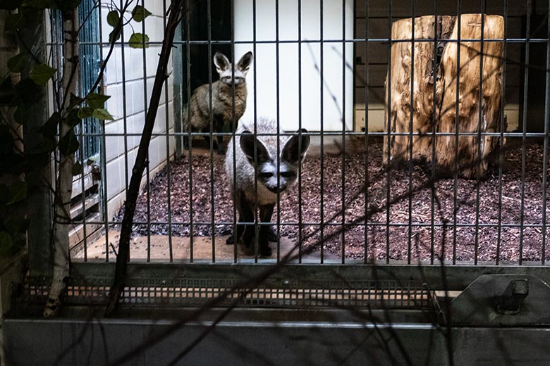 Zwei Südafrikanische Löffelhunde am 22. Juni 2024 im Innengehege im Großkatzen-Haus im Zoologischen Garten der Stadt Wuppertal