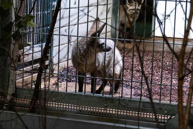 Zwei Südafrikanische Löffelhunde am 22. Juni 2024 im Innengehege im Großkatzen-Haus im Zoo Wuppertal