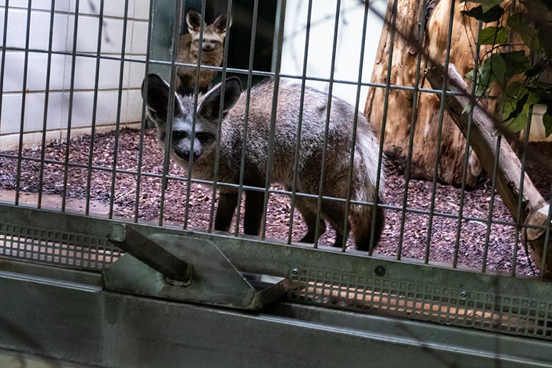 Zwei Südafrikanische Löffelhunde am 22. Juni 2024 im Innengehege im Großkatzen-Haus im Grünen Zoo Wuppertal