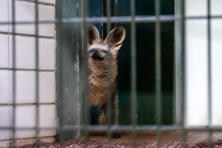 Südafrikanischer Löffelhund am 22. Juni 2024 im Innengehege im Großkatzen-Haus im Zoologischen Garten Wuppertal