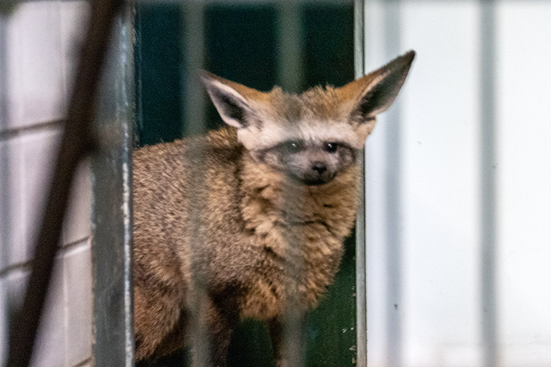 Südafrikanischer Löffelhund am 22. Juni 2024 im Innengehege im Großkatzen-Haus im Wuppertaler Zoo