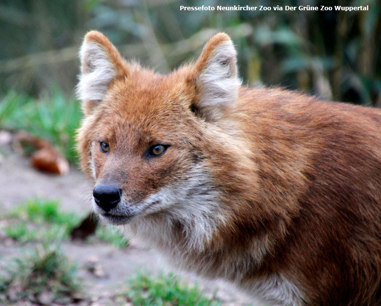 Rothund am 4. April 2018 im Neunkircher Zoologischer Garten (Pressefoto Neunkircher Zoo via Der Grüne Zoo Wuppertal)