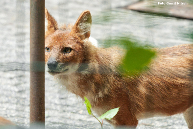 Asiatischer Rothund am 25. Mai 2018 im Vorgehege des Stallgebäudes im Zoologischen Garten Wuppertal (Foto Gerrit Nitsch)