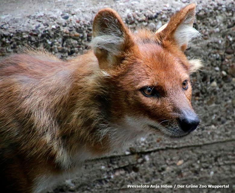 Asiatischer Rothund KEKOA am 25. Mai 2018 im Zoologischen Garten der Stadt Wuppertal (Pressefoto Anja Hillen - Der Grüne Zoo Wuppertal)