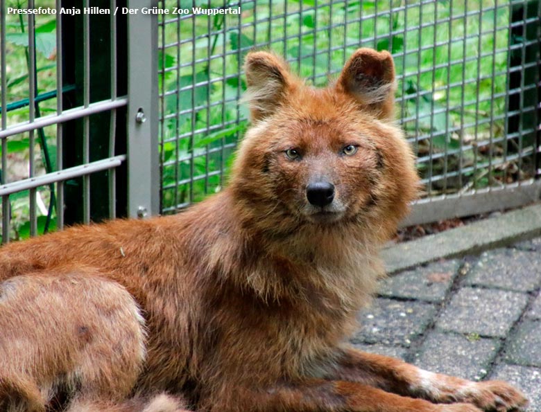 Asiatischer Rothund MOMO am 25. Mai 2018 im Grünen Zoo Wuppertal (Pressefoto Anja Hillen - Der Grüne Zoo Wuppertal)