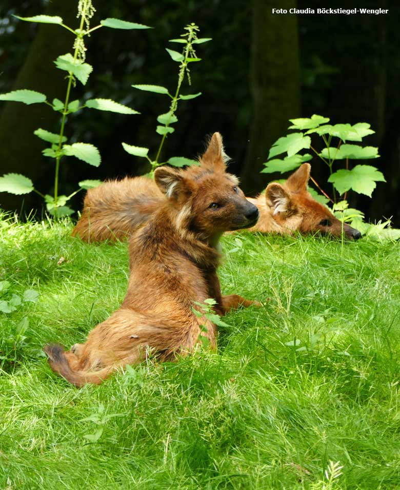 Asiatische Rothunde am 29. Mai 2018 auf der Außenanlage im Grünen Zoo Wuppertal (Foto Claudia Böckstiegel-Wengler)