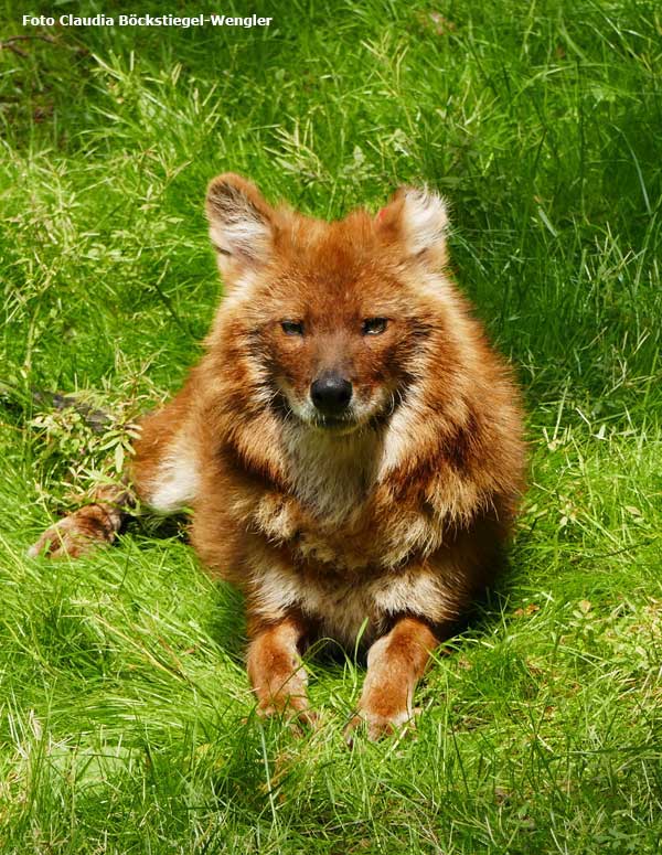 Asiatischer Rothund am 29. Mai 2018 im Wuppertaler Zoo (Foto Claudia Böckstiegel-Wengler)