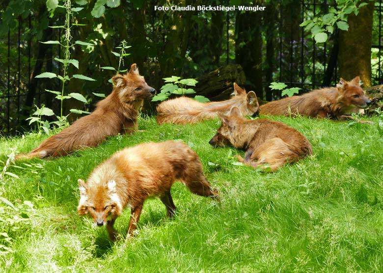 Asiatische Rothunde am 29. Mai 2018 auf der Außenanlage im Wuppertaler Zoo (Foto Claudia Böckstiegel-Wengler)