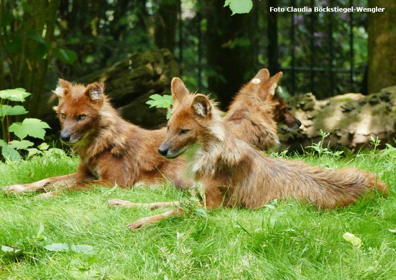 Asiatische Rothunde am 29. Mai 2018 auf der Außenanlage im Zoologischen Garten Wuppertal Wuppertal (Foto Claudia Böckstiegel-Wengler)