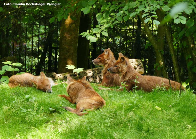 Asiatische Rothunde am 29. Mai 2018 auf der Außenanlage im Wuppertaler Zoo (Foto Claudia Böckstiegel-Wengler)