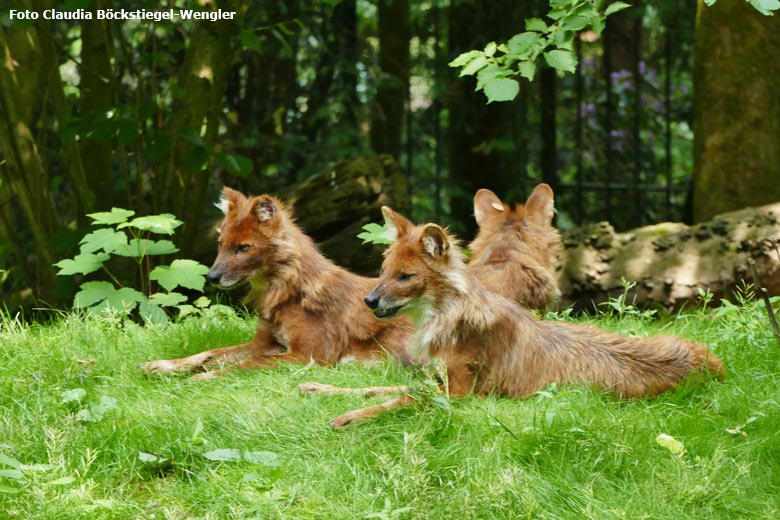 Asiatische Rothunde am 29. Mai 2018 auf der Außenanlage im Wuppertaler Zoo (Foto Claudia Böckstiegel-Wengler)