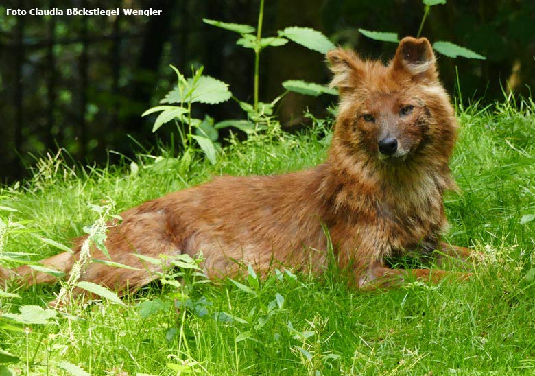 Asiatischer Rothund am 29. Mai 2018 auf der Außenanlage im Zoologischen Garten Wuppertal (Foto Claudia Böckstiegel-Wengler)