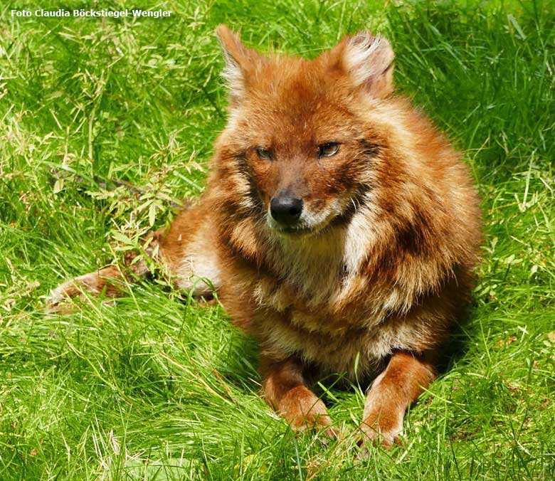 Asiatischer Rothund am 29. Mai 2018 auf der Außenanlage im Zoo Wuppertal (Foto Claudia Böckstiegel-Wengler)