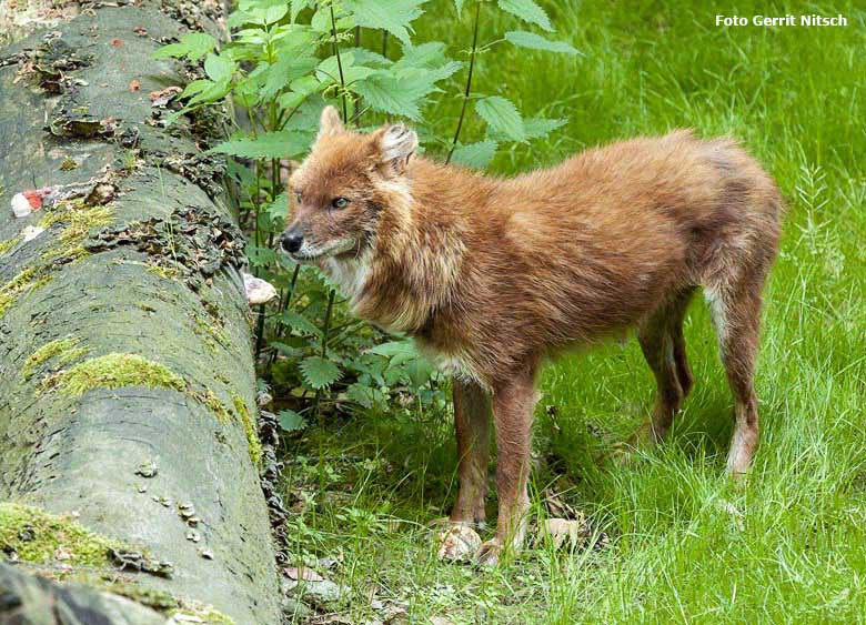 Asiatischer Rothund am 29. Mai 2018 auf der Außenanlage im Zoo Wuppertal (Foto Gerrit Nitsch)