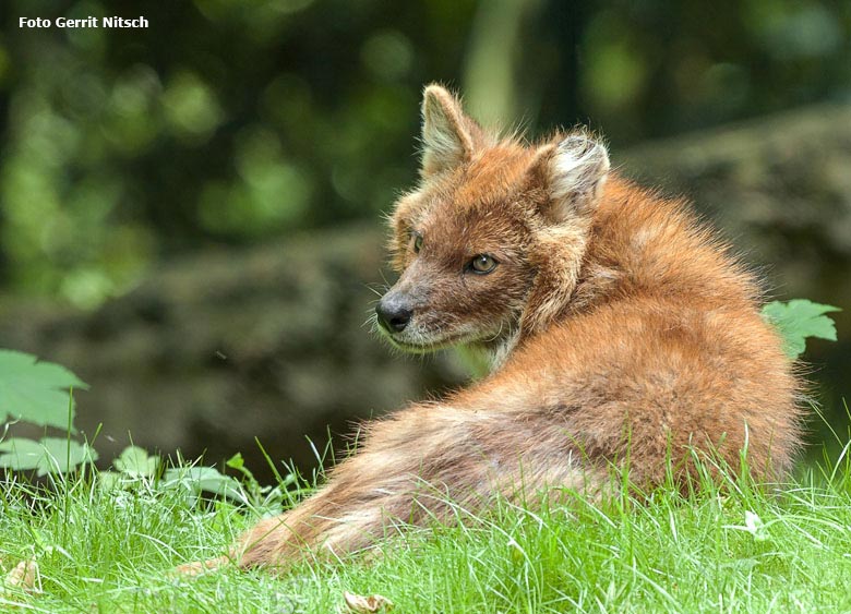 Asiatischer Rothund am 29. Mai 2018 auf der Außenanlage im Wuppertaler Zoo (Foto Gerrit Nitsch)