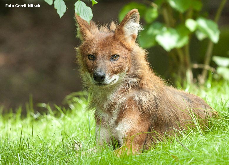 Asiatischer Rothund am 29. Mai 2018 auf der Außenanlage im Zoologischen Garten der Stadt Wuppertal (Foto Gerrit Nitsch)